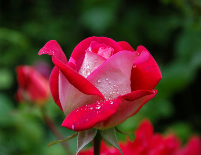Rose | PDF