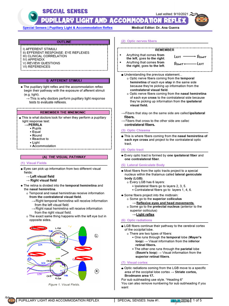 Pupillary Light & Accommodation Reflex Guide | PDF | Visual System ...