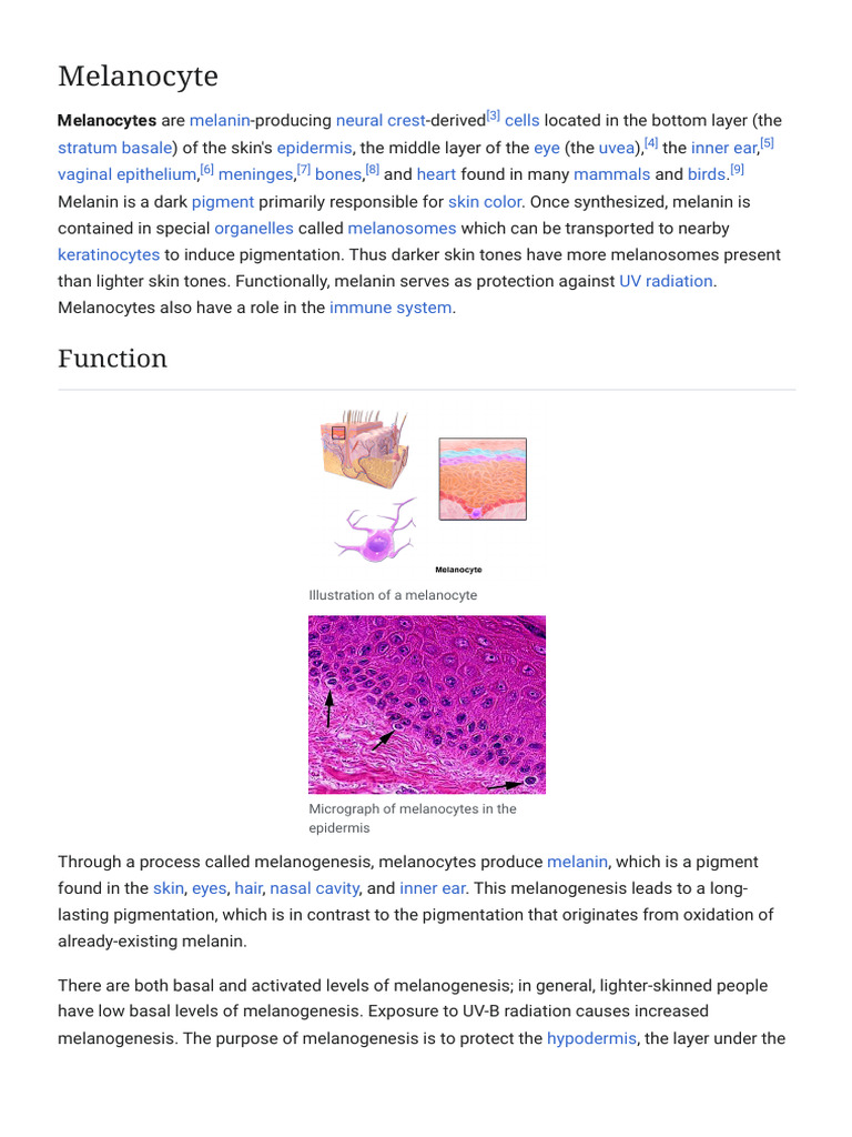 Melanocytes: Function and Structure | PDF | Anatomy | Cell Biology