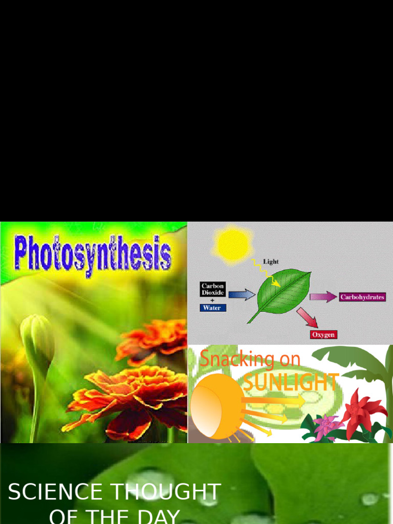 Understanding Photosynthesis Process | PDF | Photosynthesis | Chloroplast