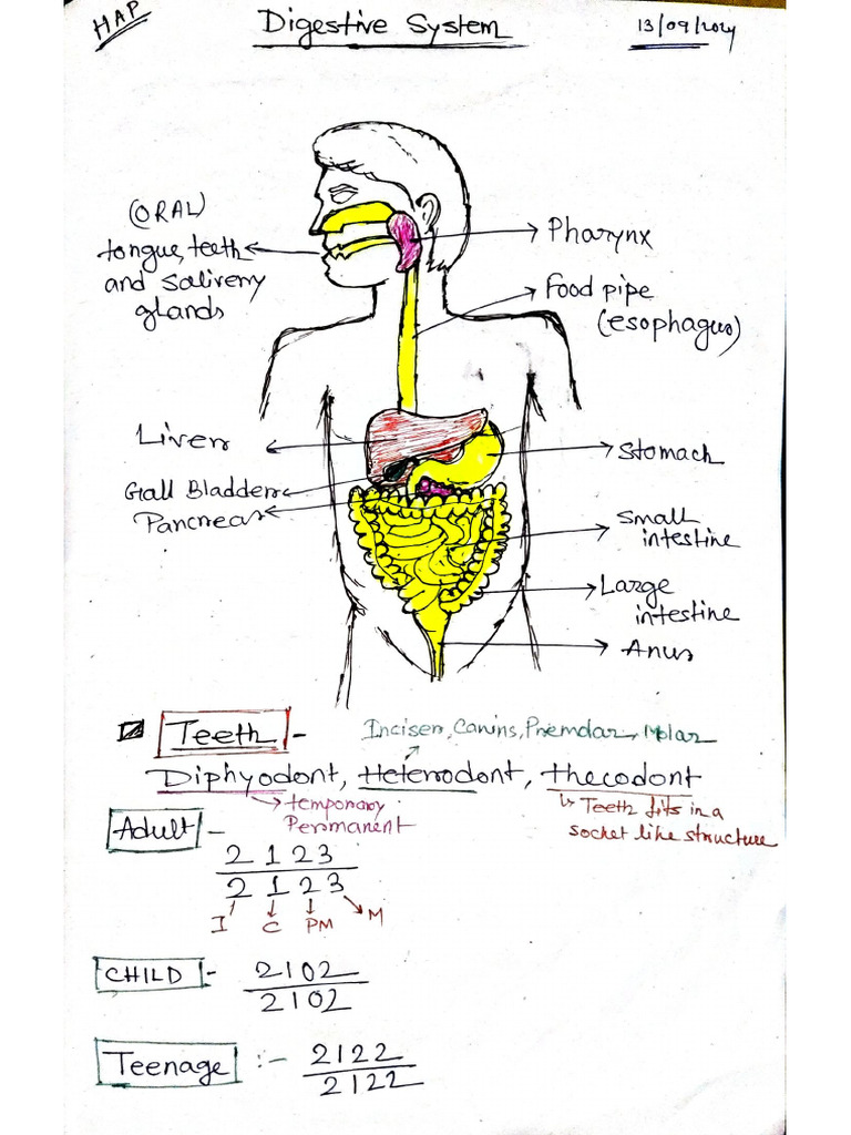 Digestive System by K. ROY | PDF