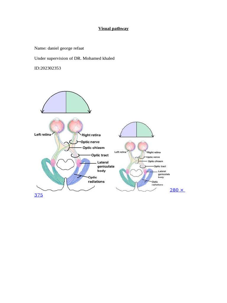 New DOCX Document | PDF | Cerebral Cortex | Visual System