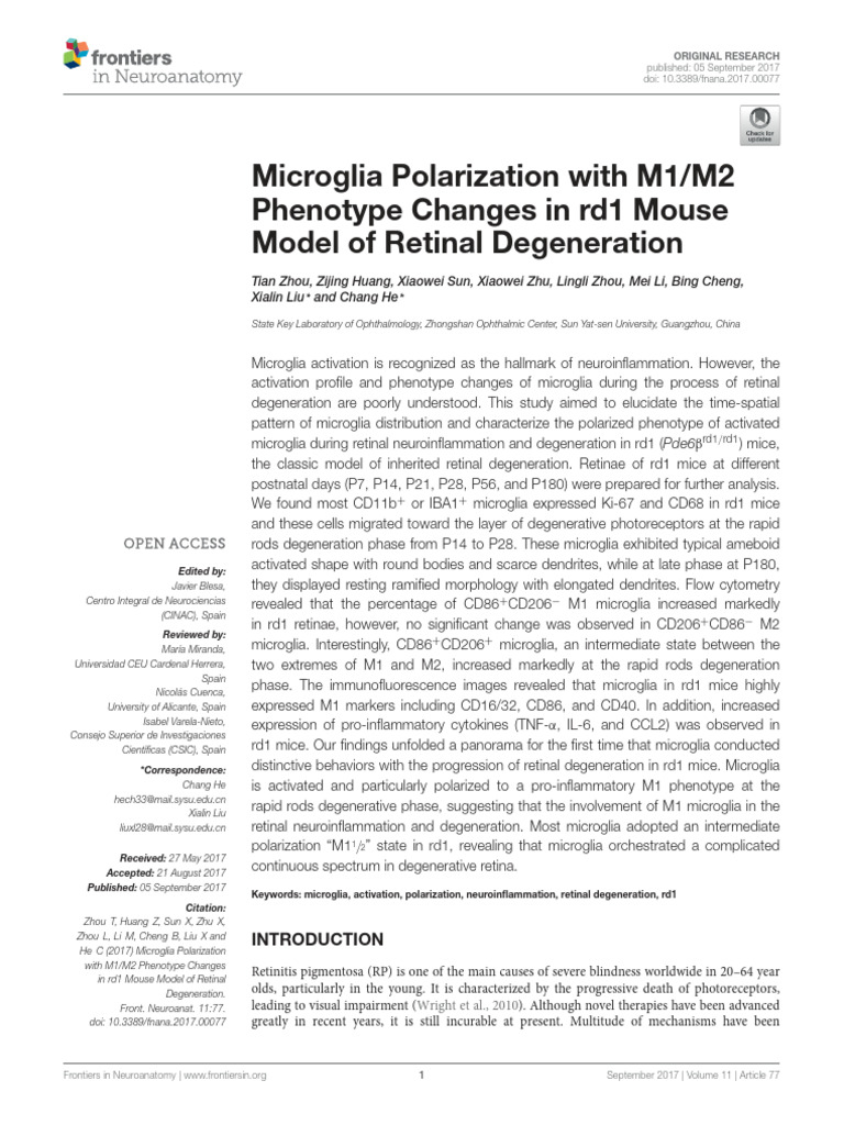 Microglia in Retinal Degeneration | PDF | Microglia | Medical Specialties