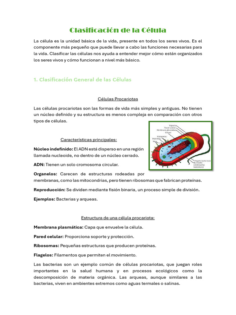 Clasificación de Células: Procariotas y Eucariotas | PDF | Biología ...