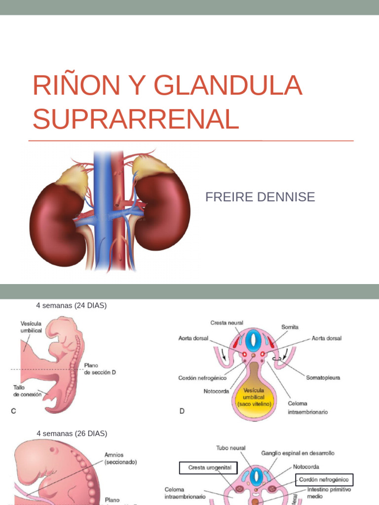 Riñon y G.suprarenal | PDF