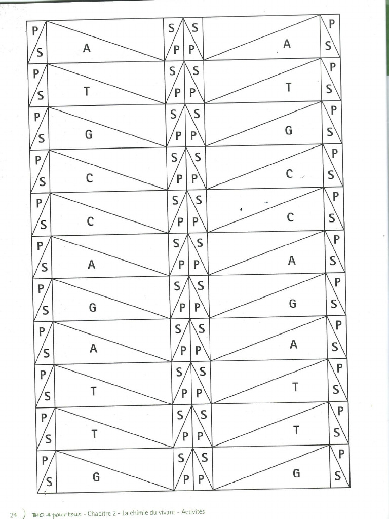 Schema ADN Bio | PDF