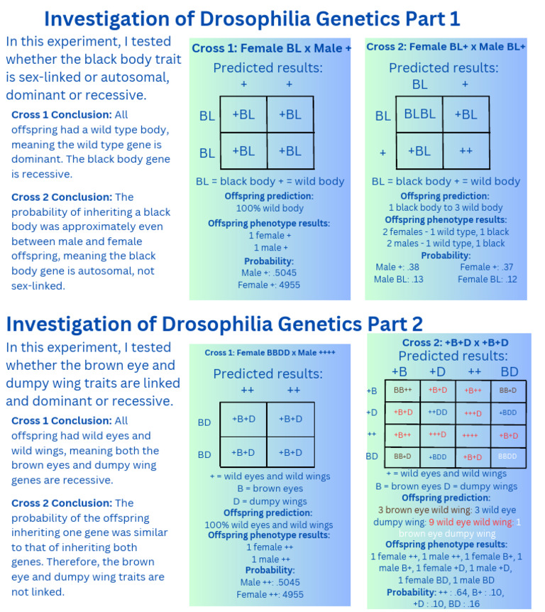 Drosophilia Lab Report | PDF | Dominance (Genetics) | Biological Evolution