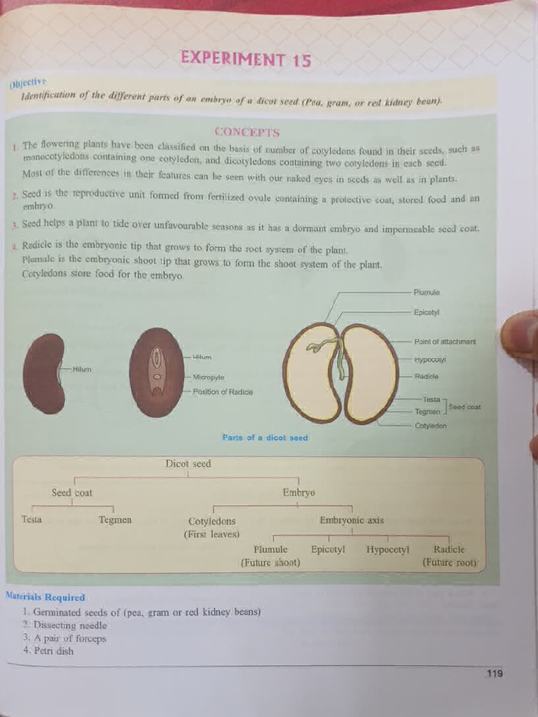 biology 4 | PDF | Seed | Reproduction