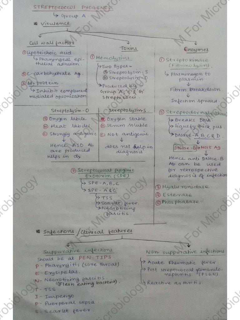 Streptococcus Pyogenes | PDF