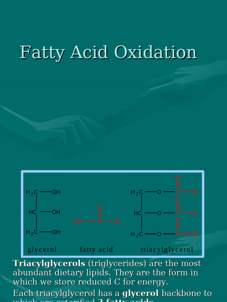 Beta Oxidation - Fatty Acids 2024 3 | PDF | Adenosine Triphosphate ...