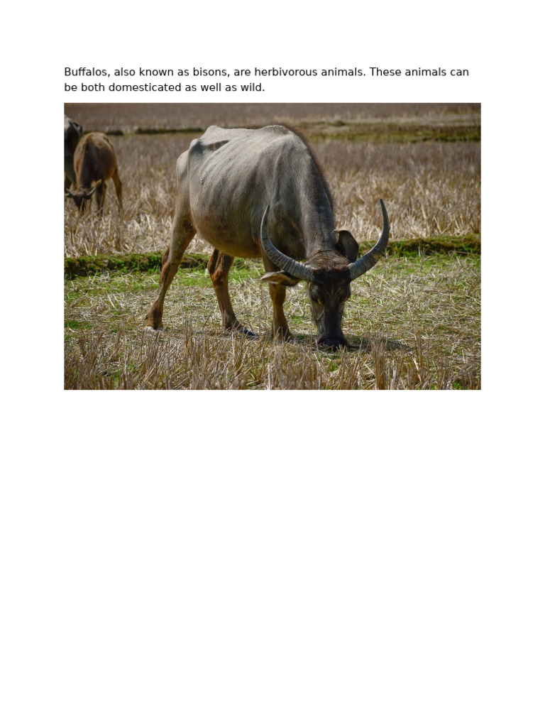 Buffalo | PDF