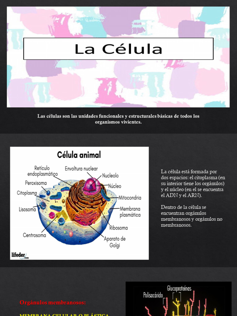 Estructura y Función de las Células | PDF | Citoplasma | Nucleo celular
