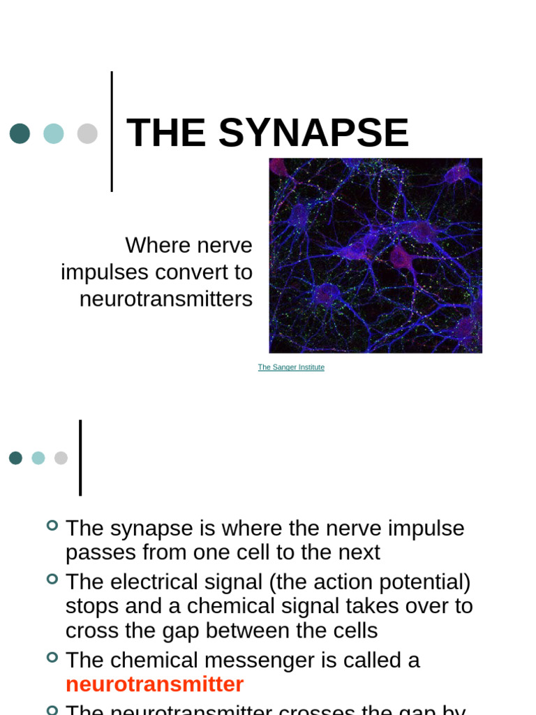 02THE SYNAPSEPC | PDF | Chemical Synapse | Neurotransmitter