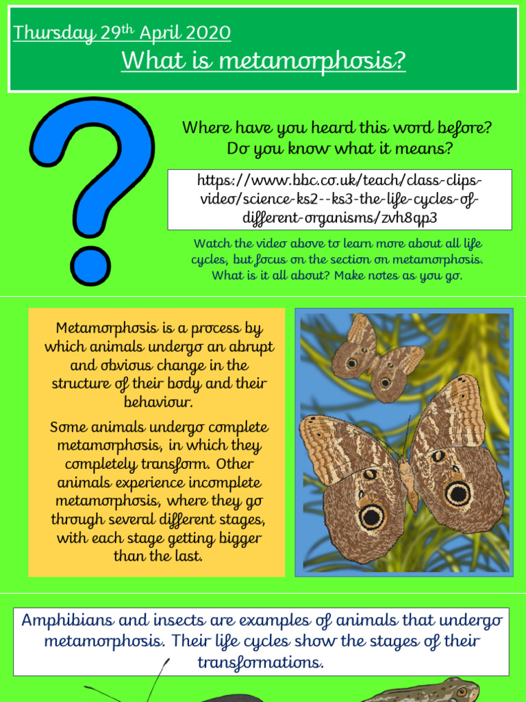 Life+Cycle+Lesson+4+and+5+Metamorphosis+and+Comparing+Life+Cycles | PDF ...