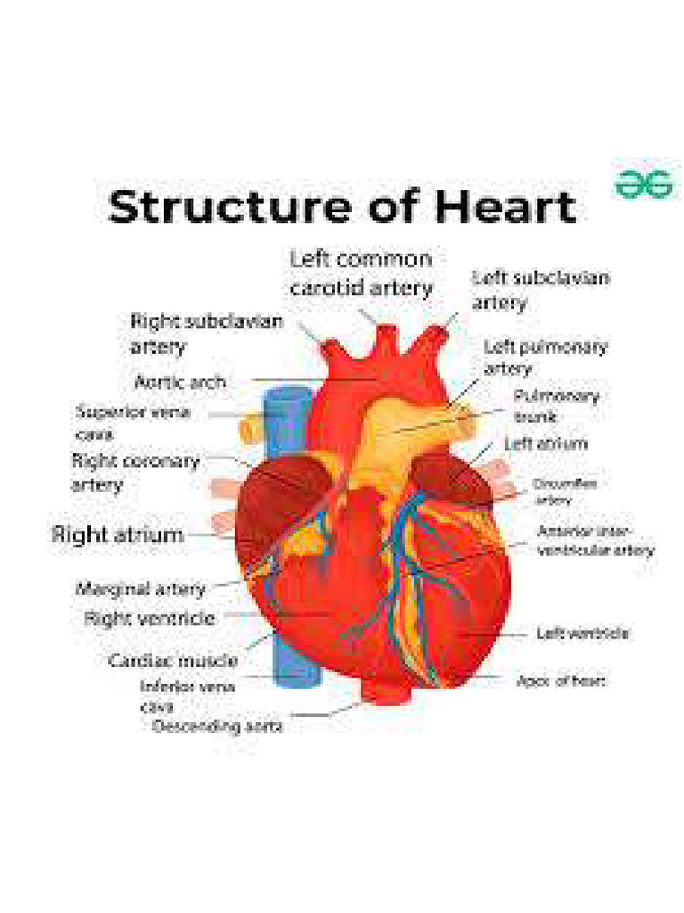 Structure of Heart | PDF