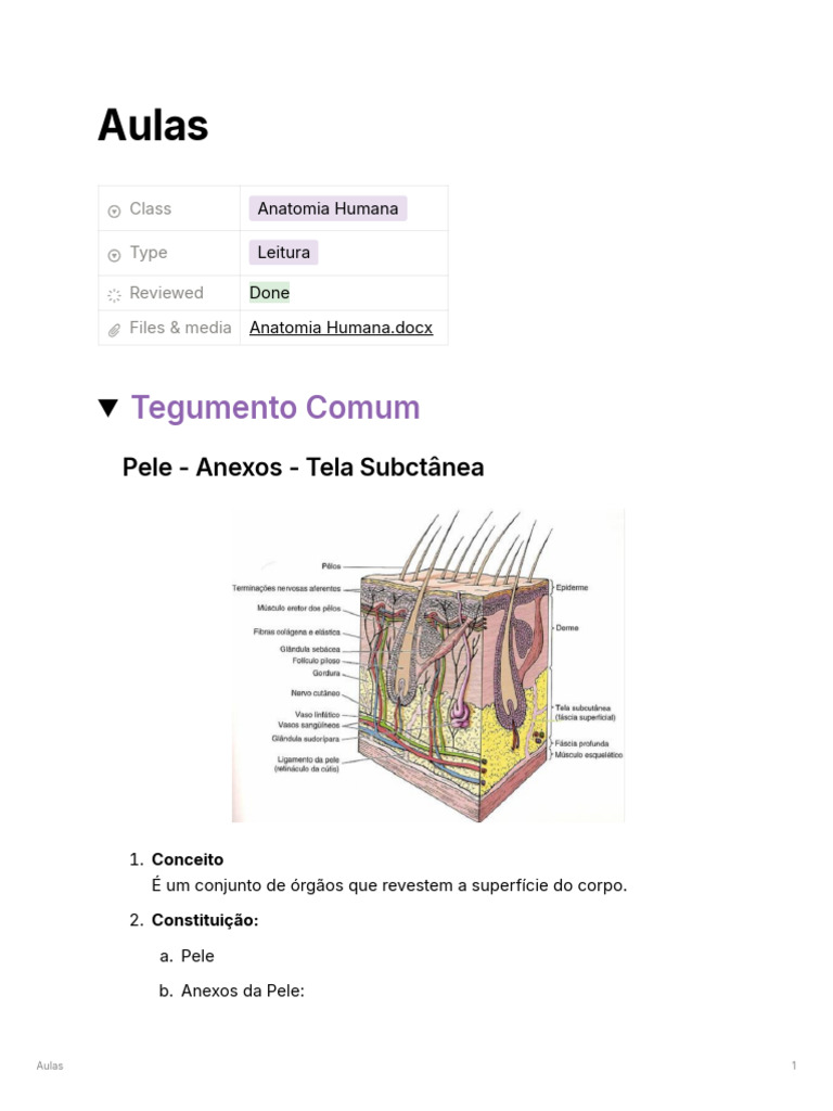 Sistemas Anatomia Pdf Sistema Linfático Coração