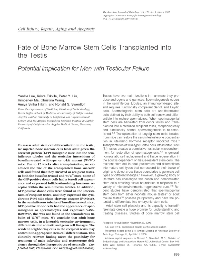 Fate of Bone Marrow Stem Cells Transplanted Into The Testis | PDF ...