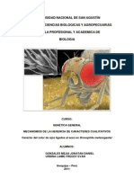 Informe Drosophila