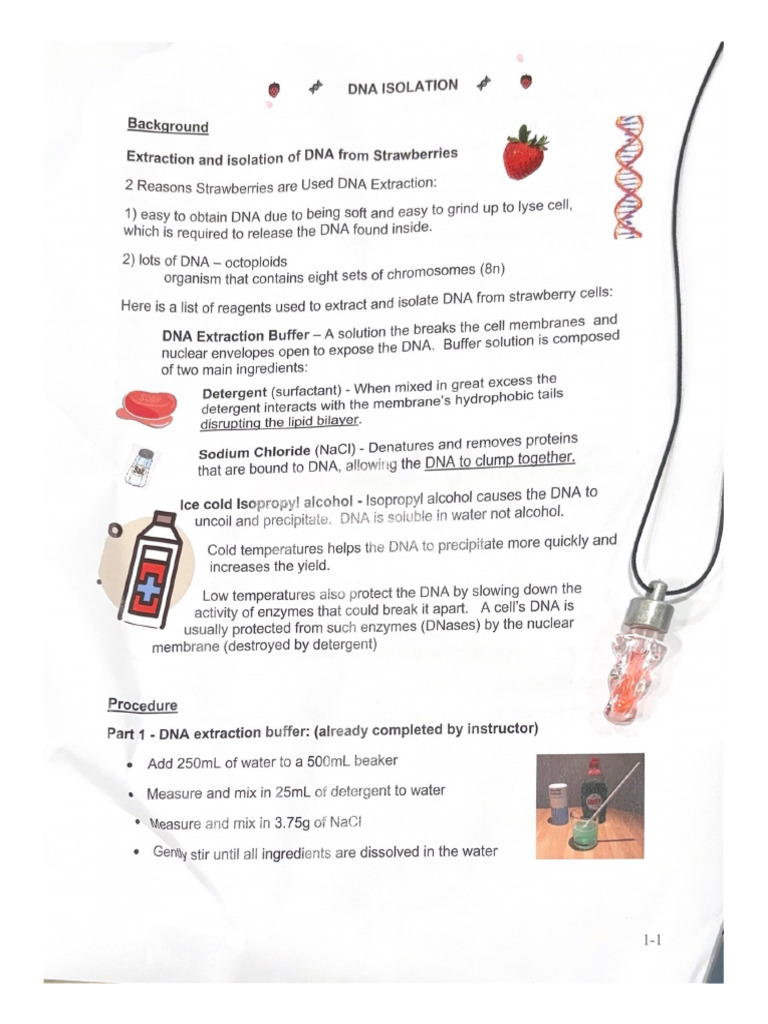 Dna Isolation | PDF