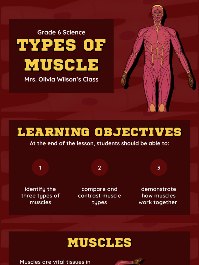 Types of Muscles for Grade 6 Science | PDF