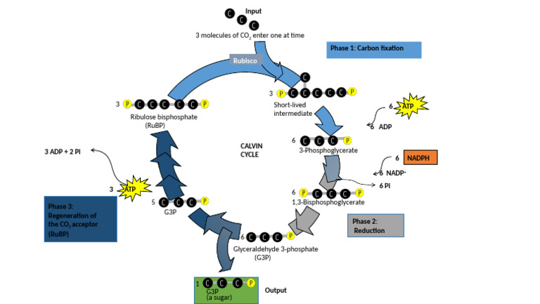 Overview of the Calvin Cycle Process | PDF