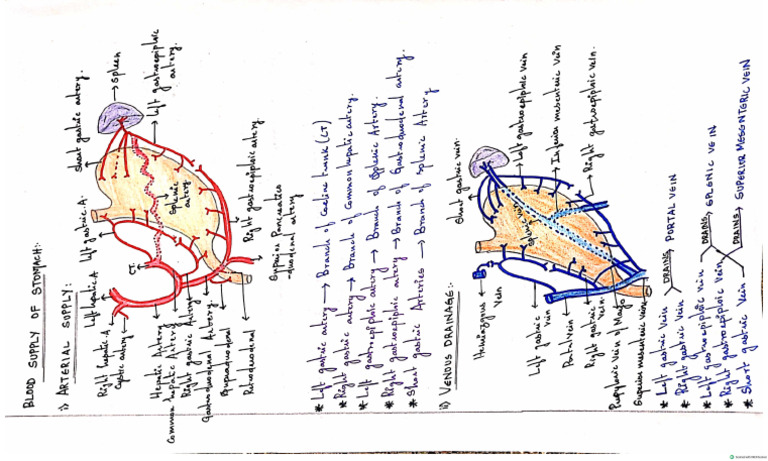 Blood Supply of Stomach (Short Note) | PDF