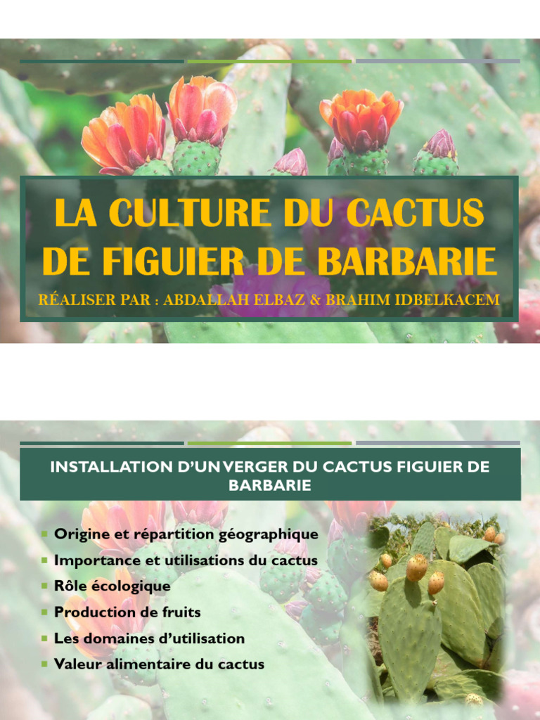 Culture et Importance du Cactus Figuier | PDF | Verger | Agriculture