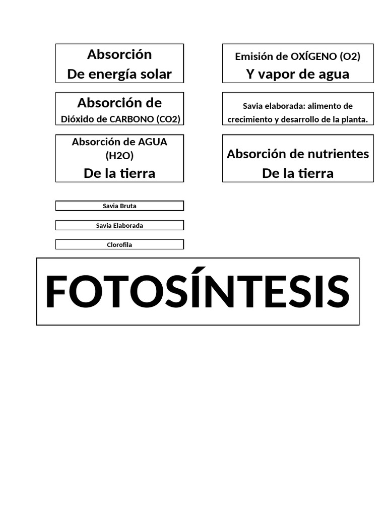 La Fotosintesis | PDF