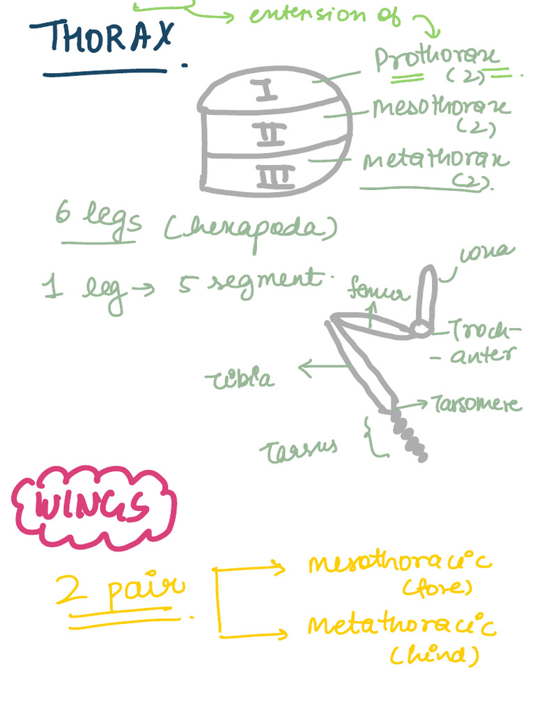 Cockroach EWs | PDF