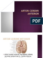 Arteri Cerebri Anterior