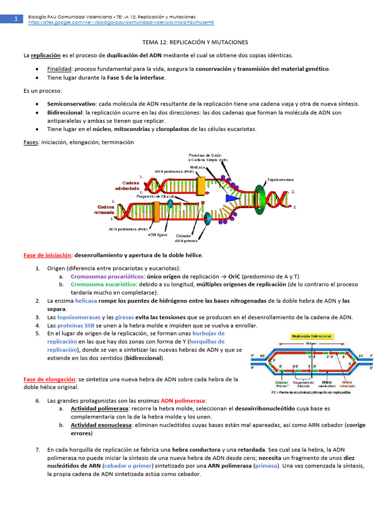 Replicación y Mutaciones del ADN | PDF | Replicación De Adn | Adn
