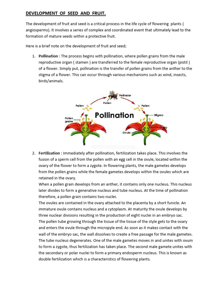 Seed and Fruit Development Overview | PDF | Fruit | Seed