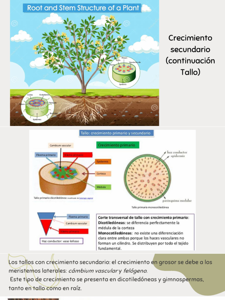 Tipos de tallos en plantas | PDF | Tallo de la planta | Hoja