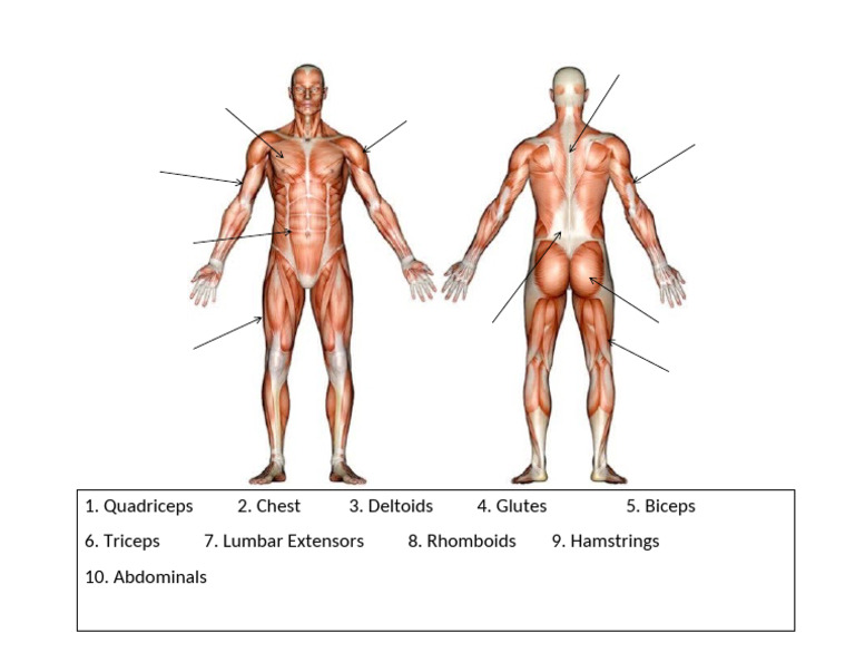 Muscles EN 101 | PDF