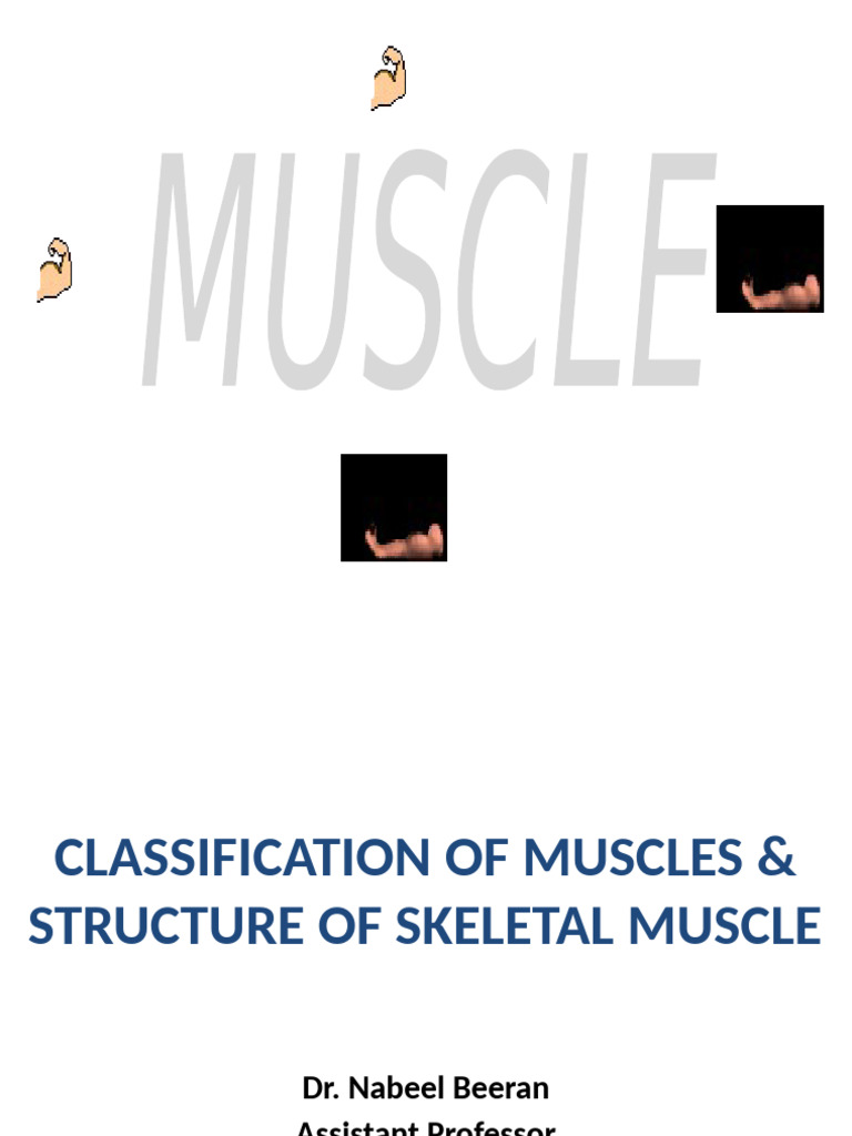 Classification of Muscles A Structure of Skeletal Muscle | PDF | Muscle ...