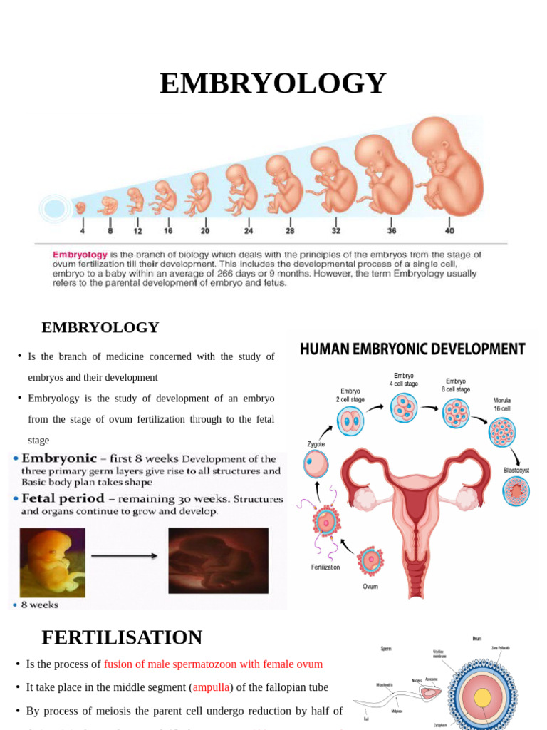 Embryology NW | PDF | Nervous System | Bone