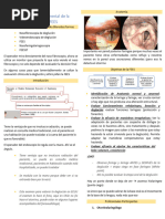 Videofluoroscopía de la Deglución: Procedimiento | PDF | Anatomía