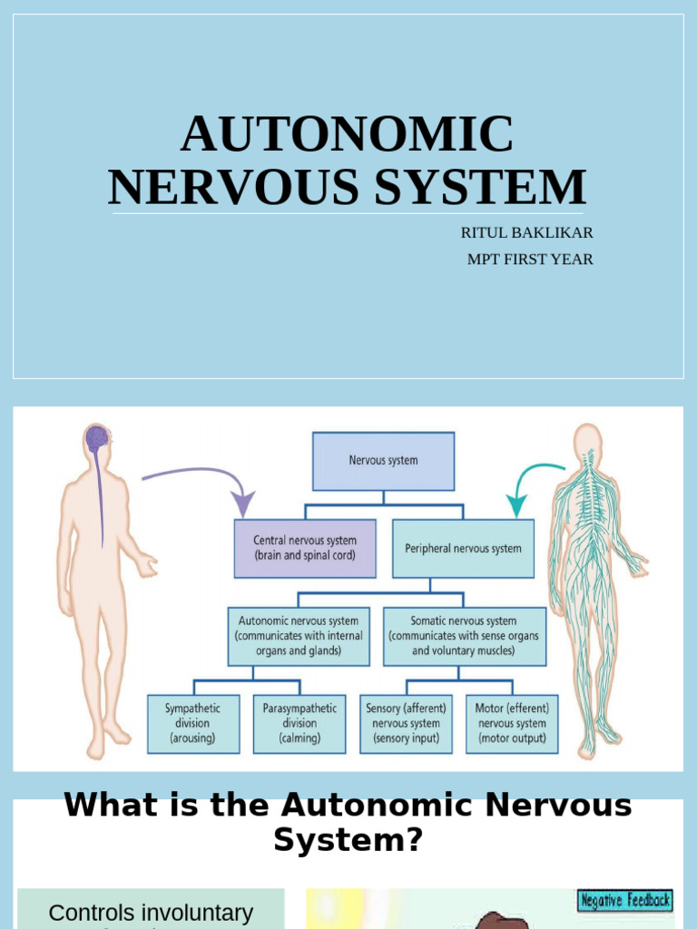 Autonomic Nervous System | PDF