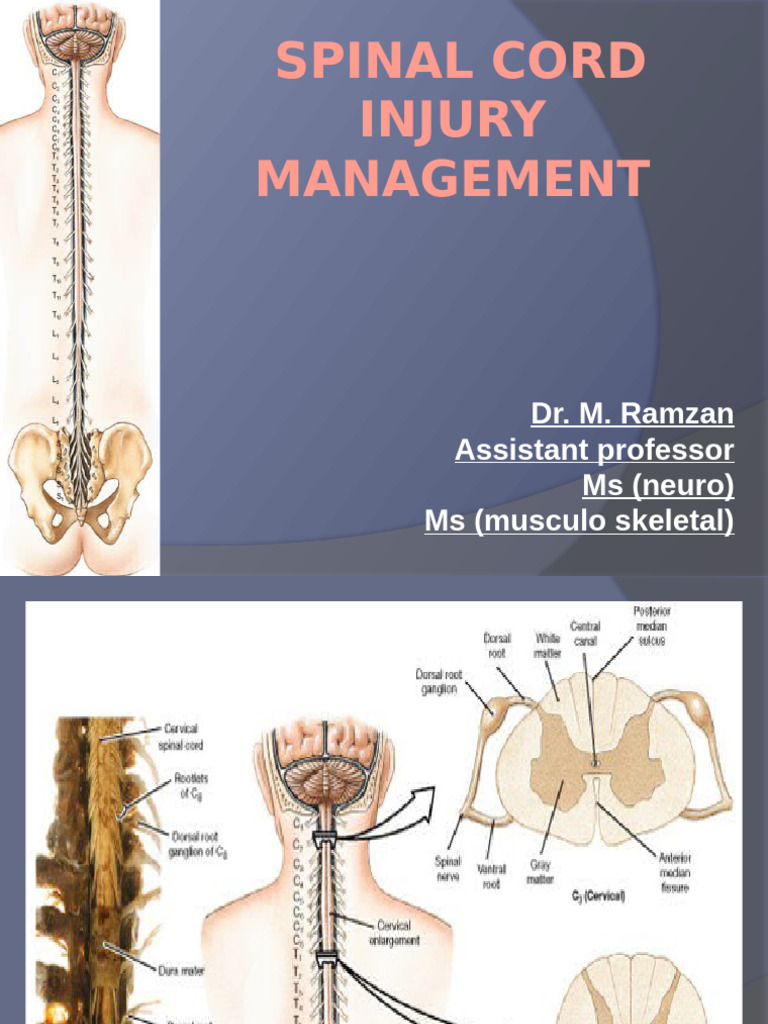 Spinal Cord Management | PDF | Spinal Cord | Nervous System