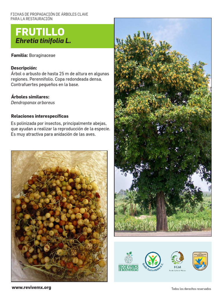 Frutillo: Características y Usos | PDF | Plantas | Botánica