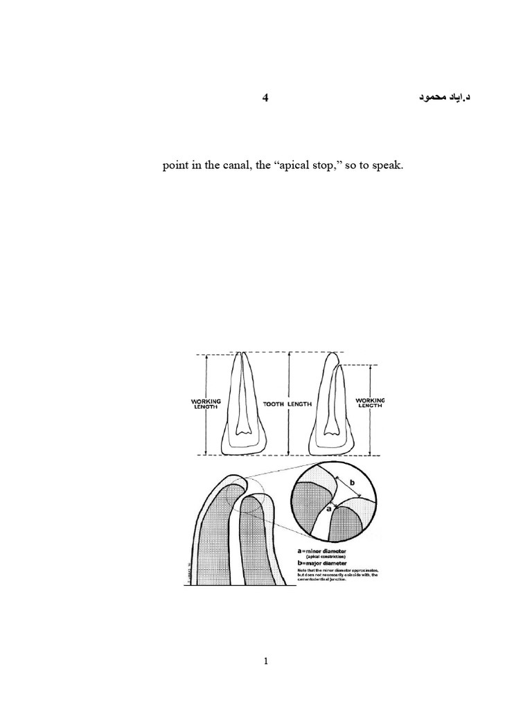 Cementodentinal Junction in Endodontics | PDF | Human Tooth | Dental ...