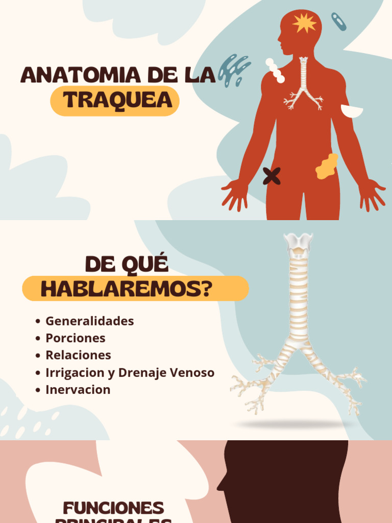 Anatomía y Funciones de la Tráquea | PDF | Laringe | Sistema respiratorio