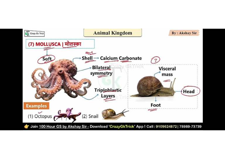 mollusca kingdom | PDF