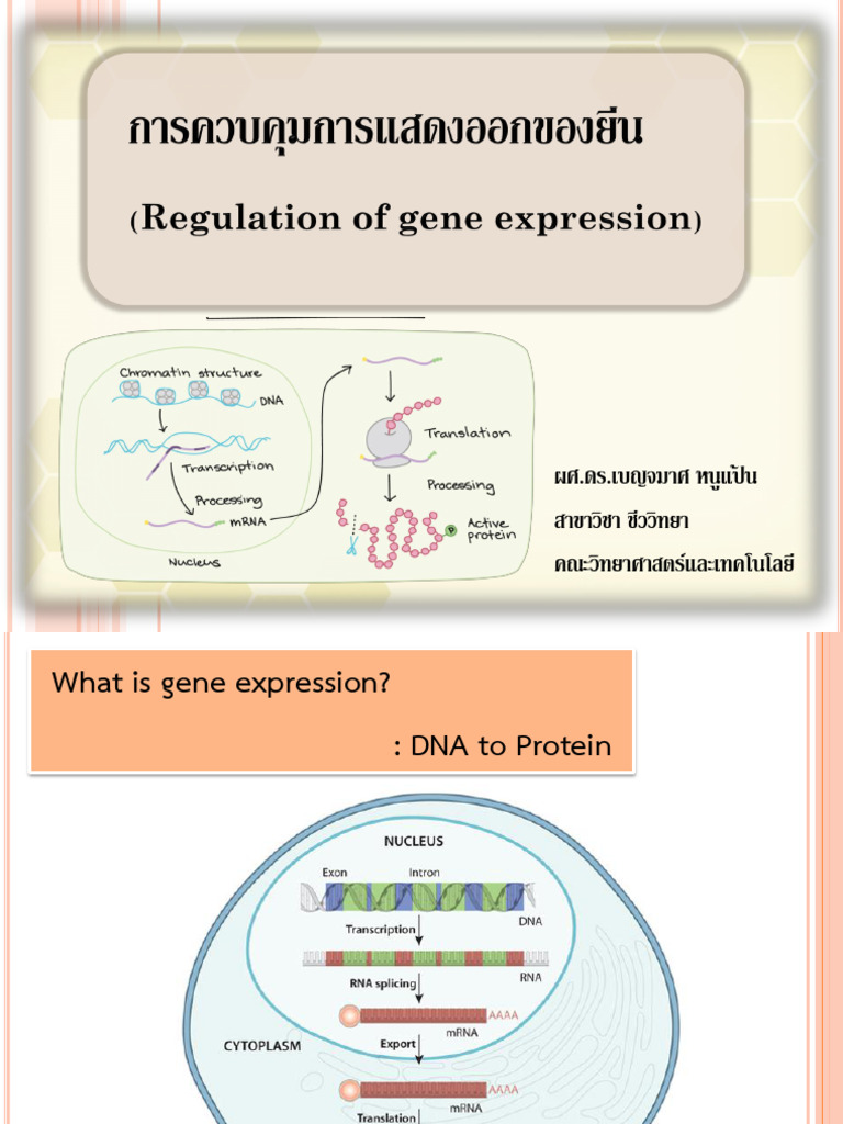 Regulation of Gene Expression - 67 | PDF