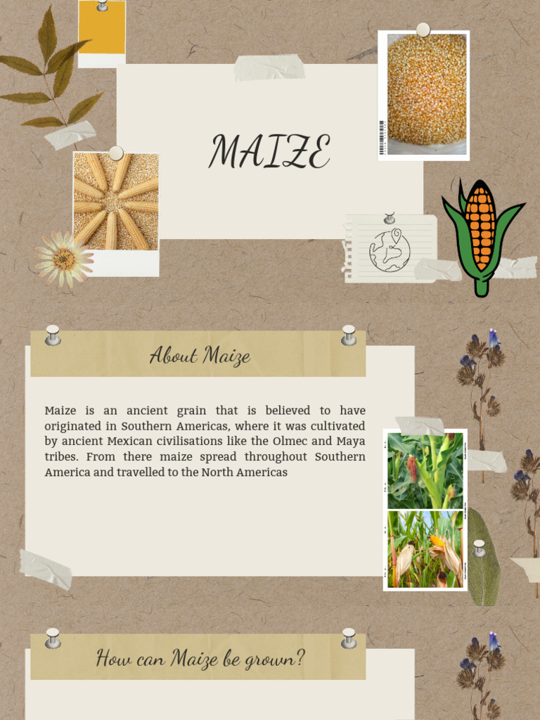 Maize | PDF