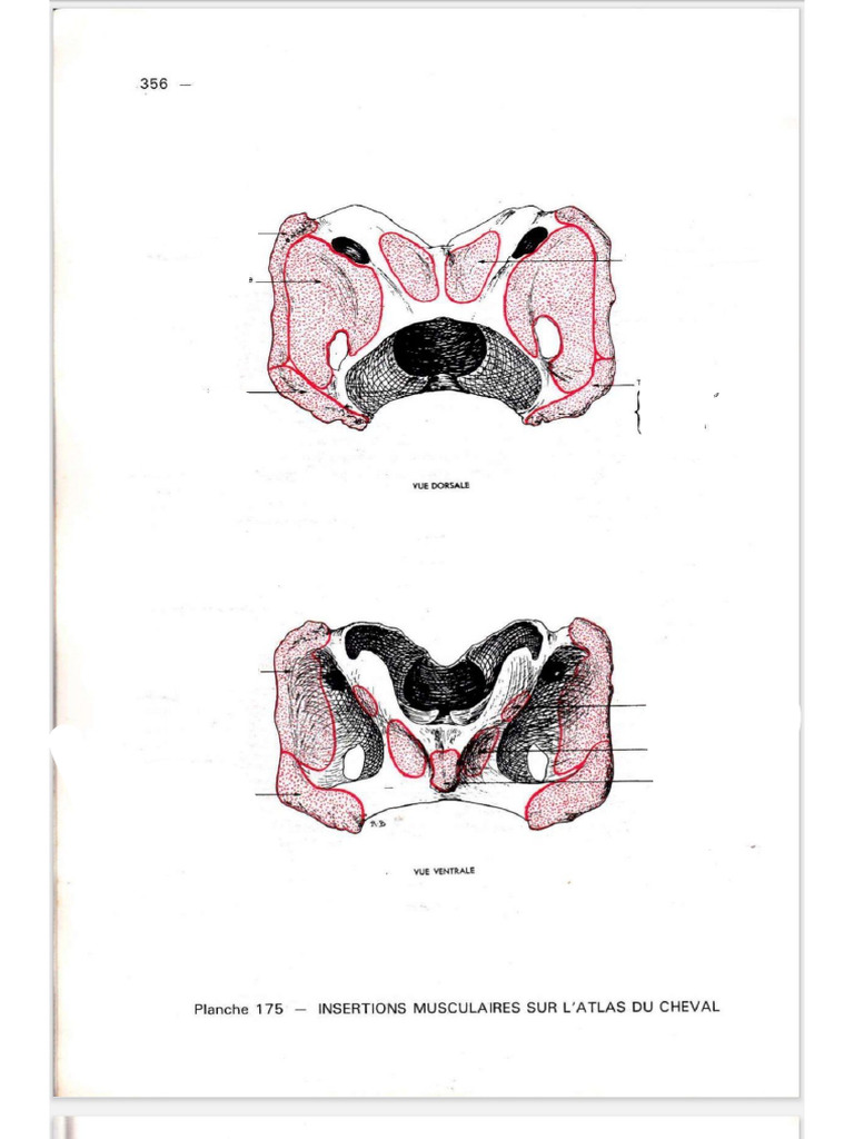 Insertion Muscles Cheval | PDF