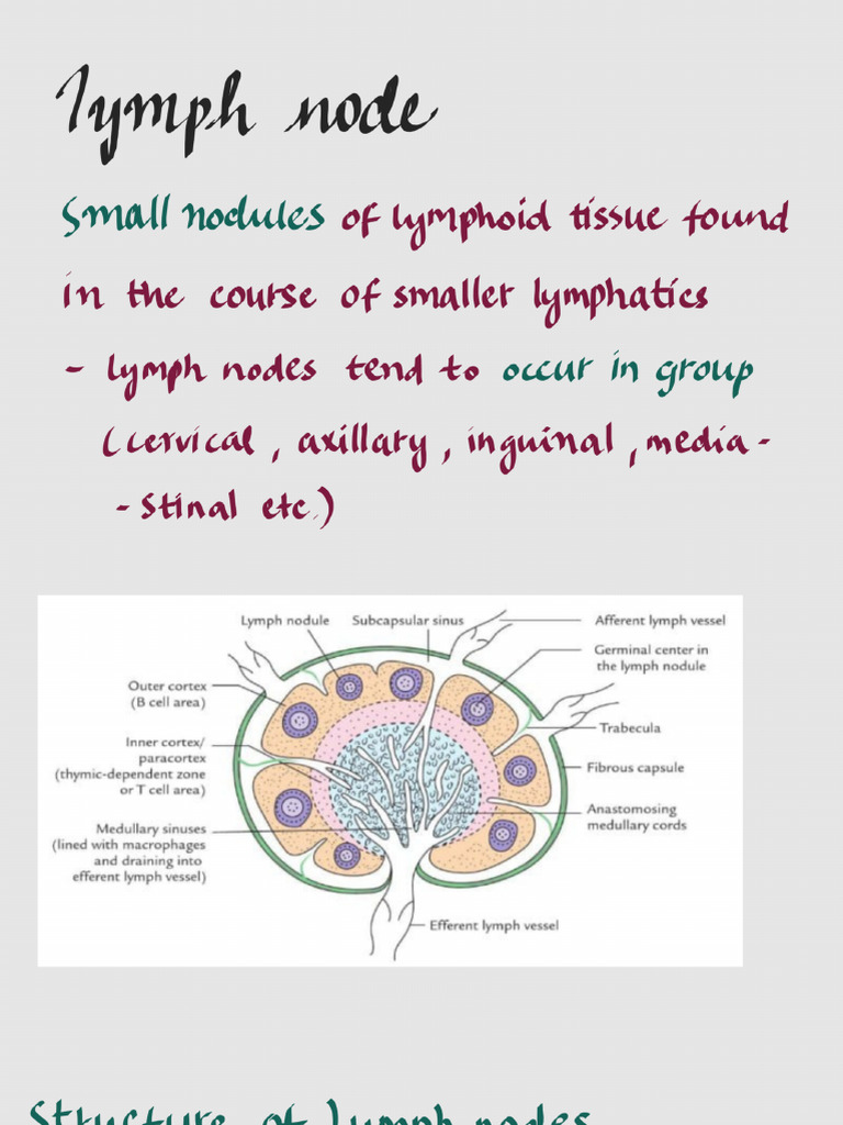 Lymph Node - 241124 - 001140 | PDF