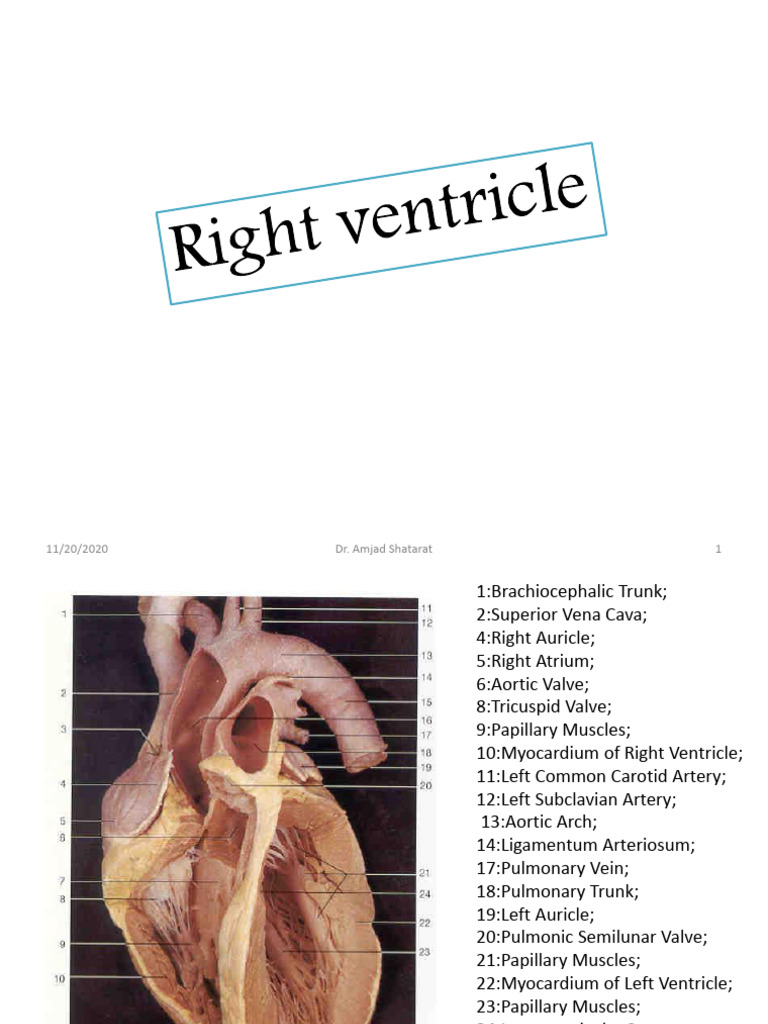 Heart-B | PDF | Ventricle (Heart) | Heart Valve