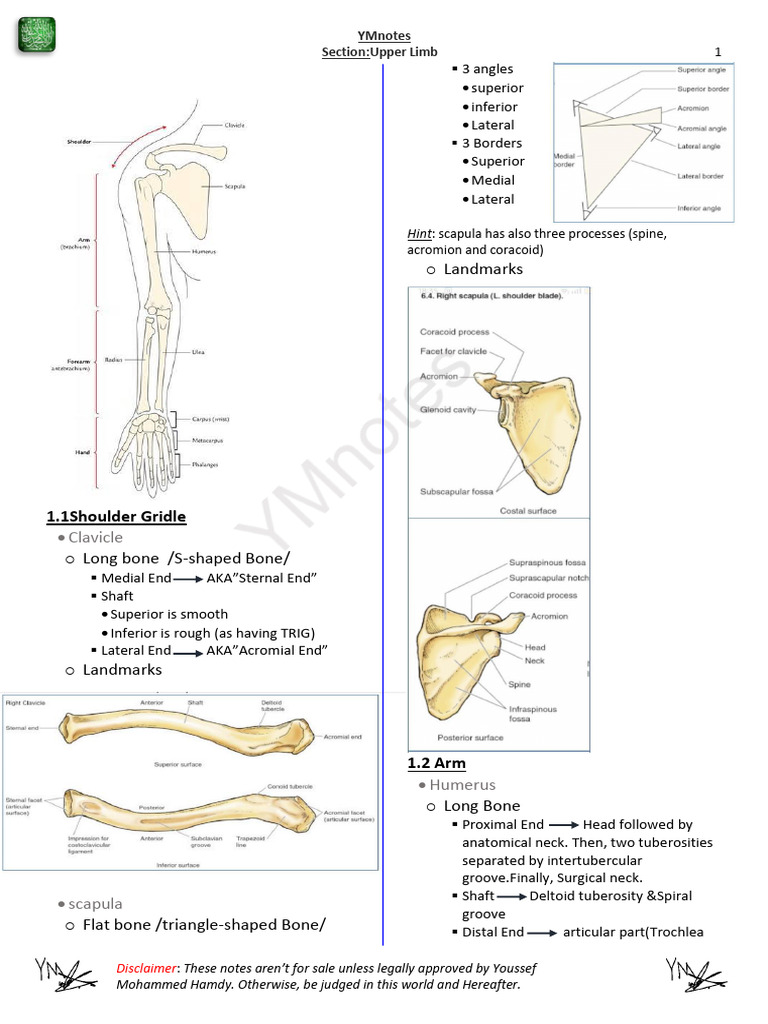 Upper Limb Anatomy Notes | PDF | Musculoskeletal System | Limbs (Anatomy)