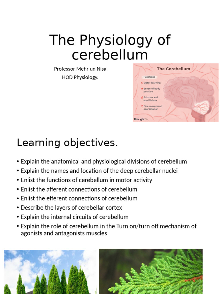 The Physiology of Cerebellum | PDF | Cerebellum | Neuroscience